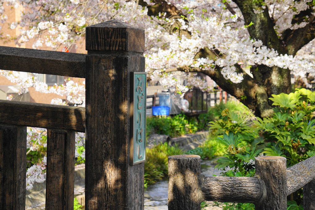 宿川原の桜