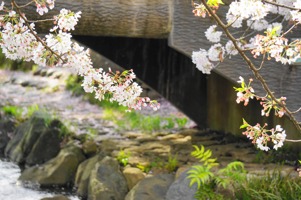 宿川原の桜