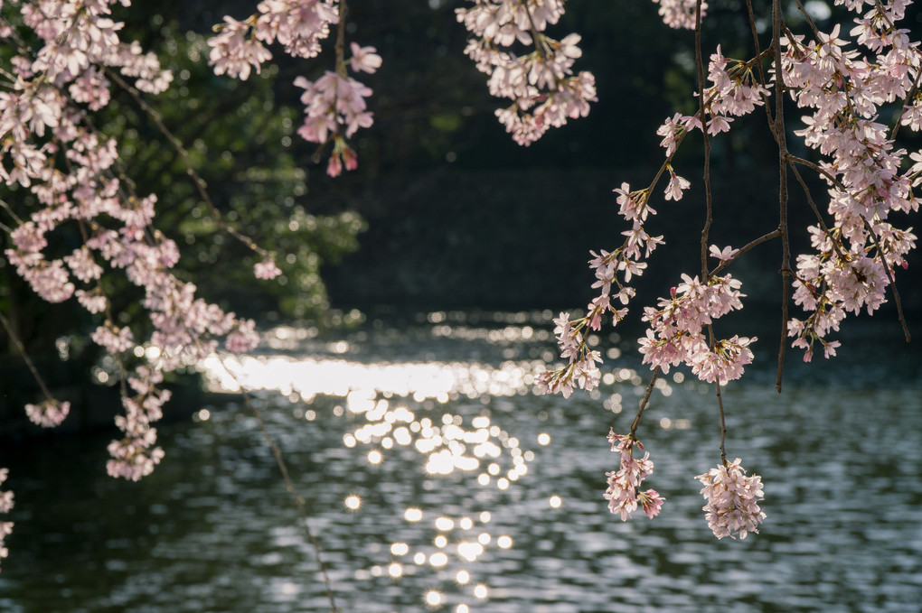 桔梗濠の桜
