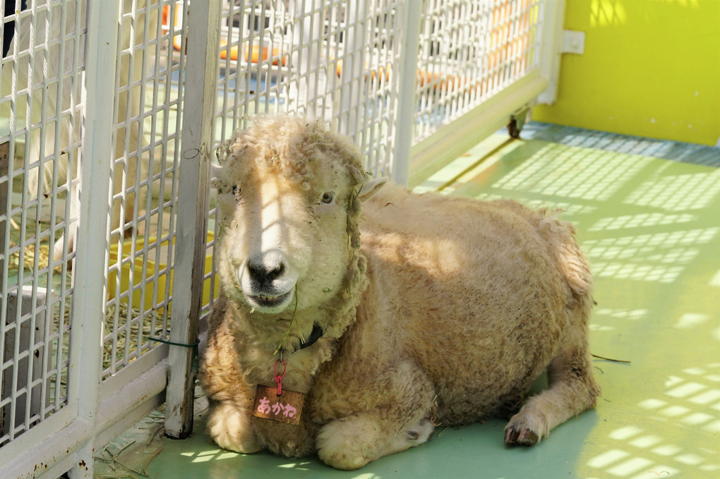 行船公園の動物たち