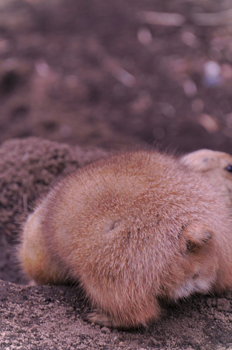 行船公園の動物たち