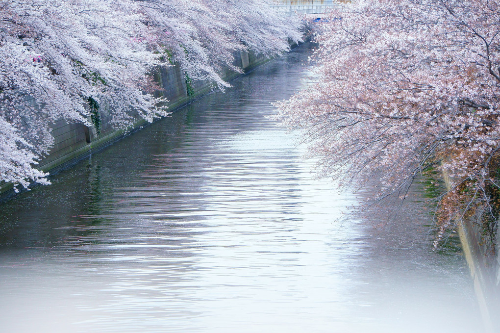 ２０１９目黒川の桜