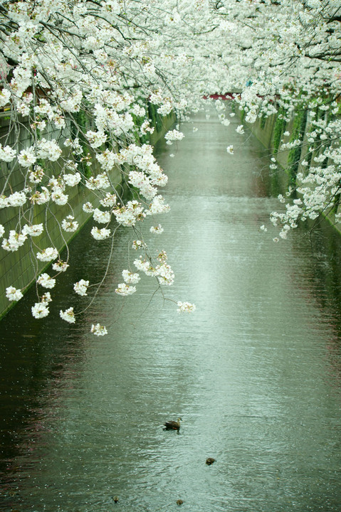 ２０１９目黒川の桜