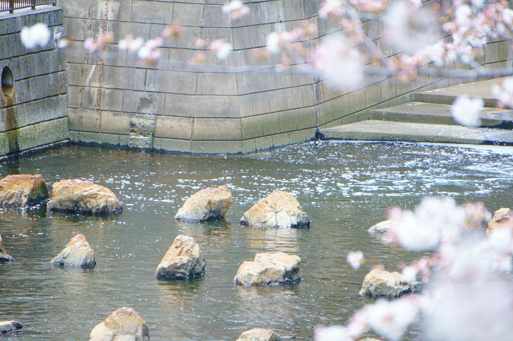 ２０１９目黒川の桜