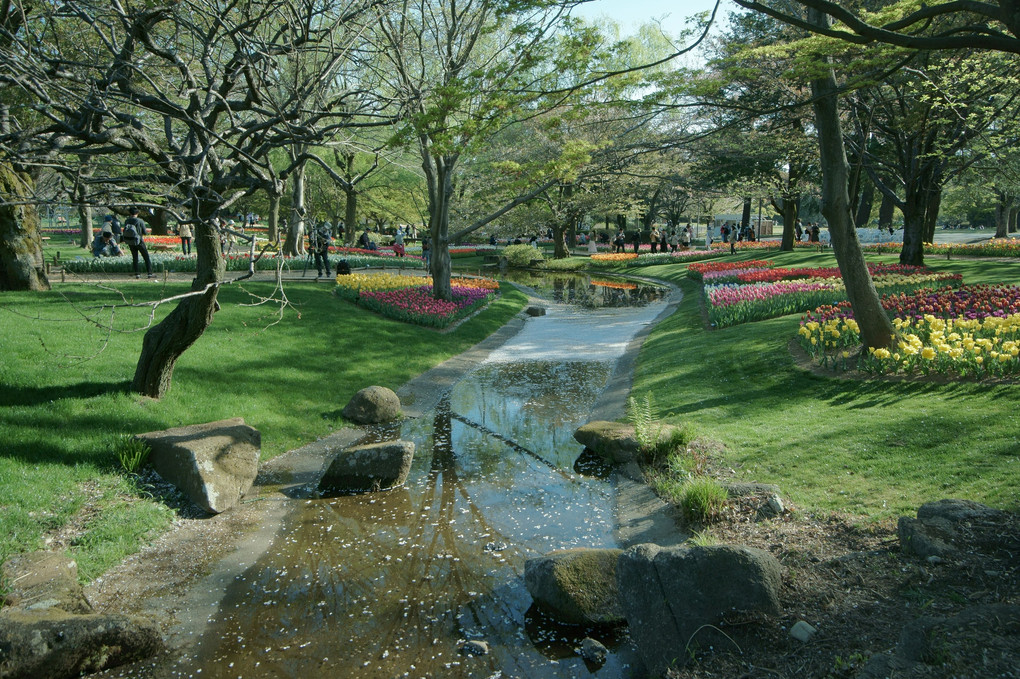 チューリップだらけの昭和記念公園
