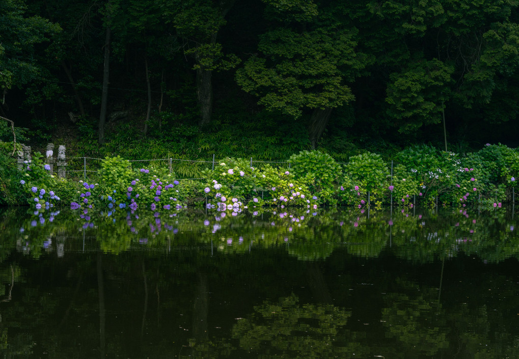 クサ神池の紫陽花