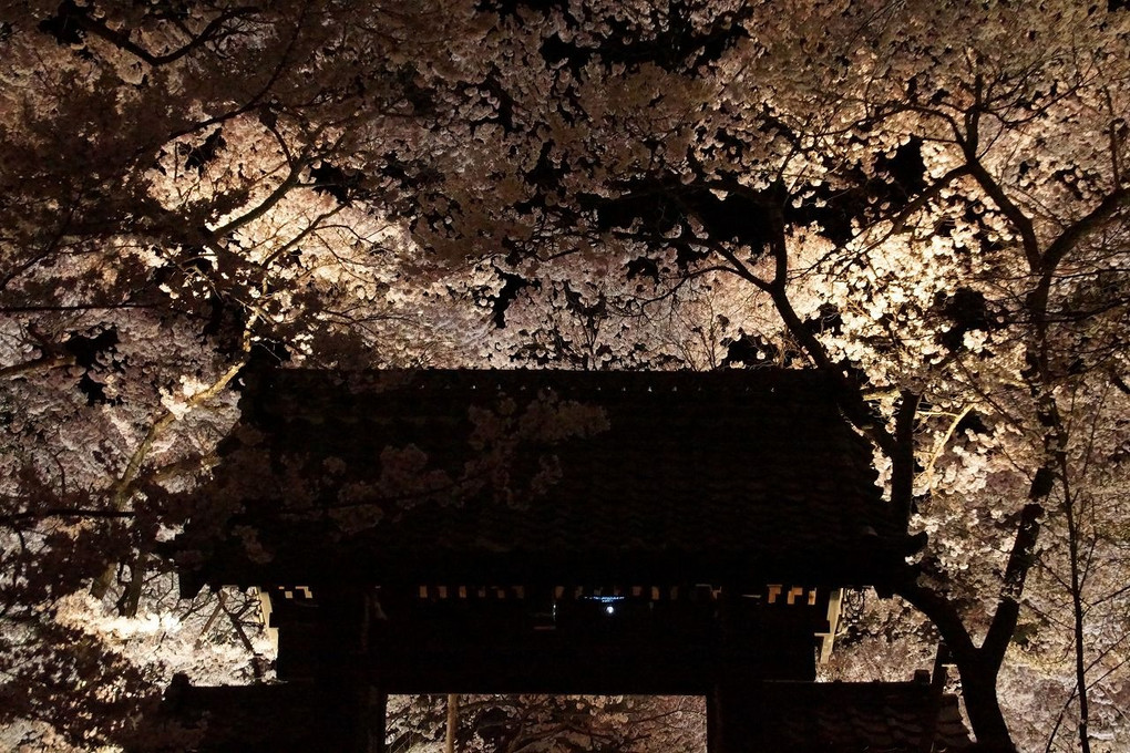 高遠公園夜桜