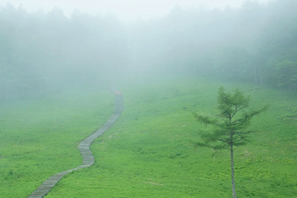 霧の中続く木道