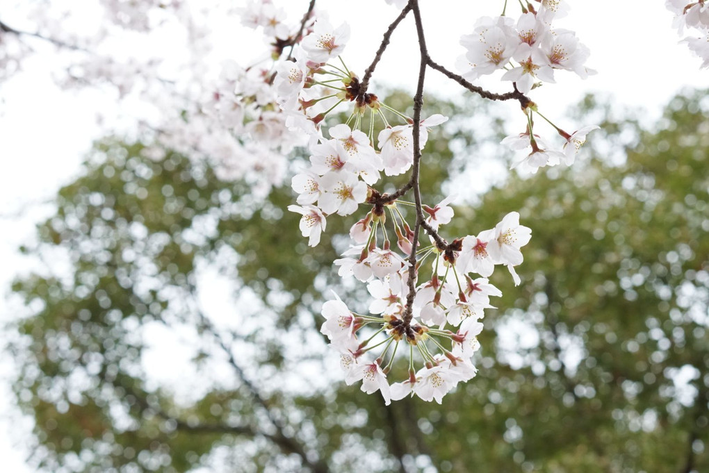 雨でも綺麗な桜