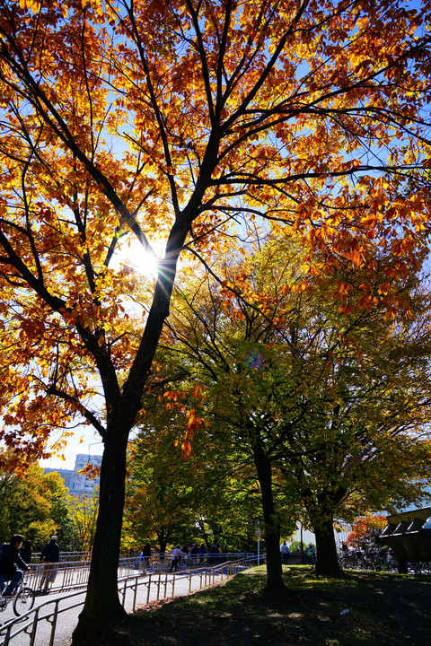 光が丘公園の紅葉