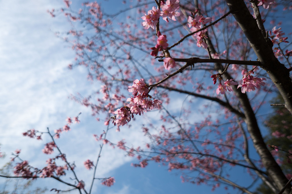 深大寺の桜