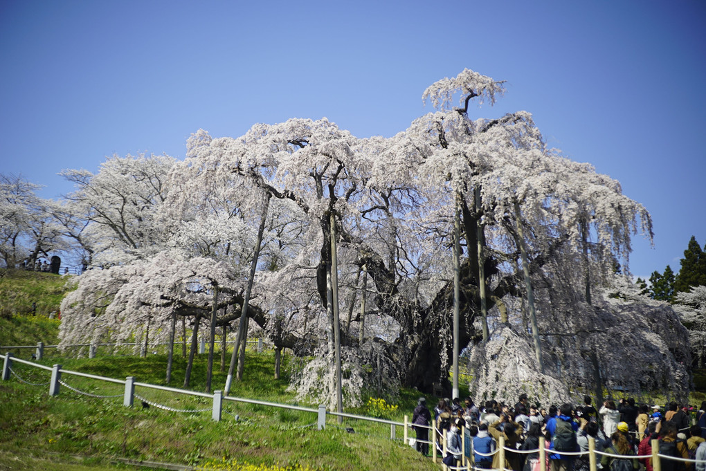 三春滝桜。
