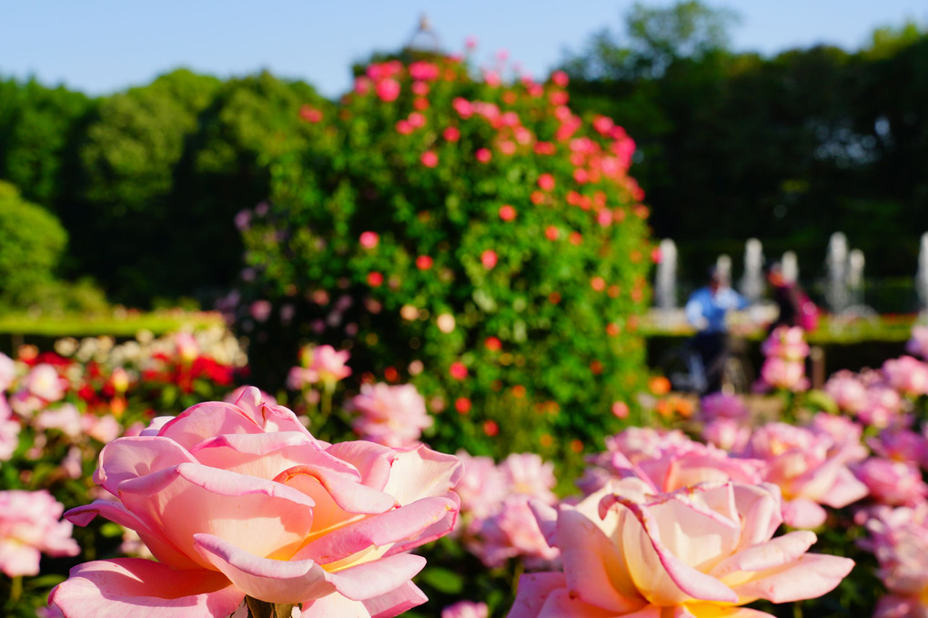 神代植物公園（花編）