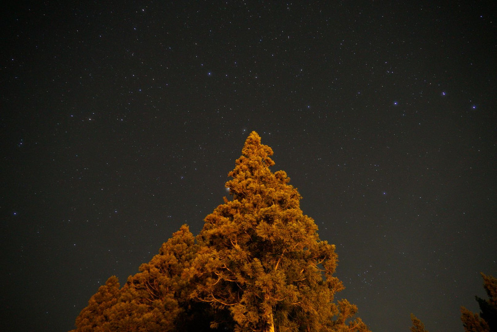 木と星空