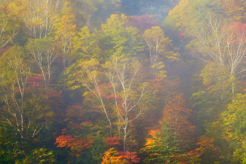 朝霧に包まれる紅葉