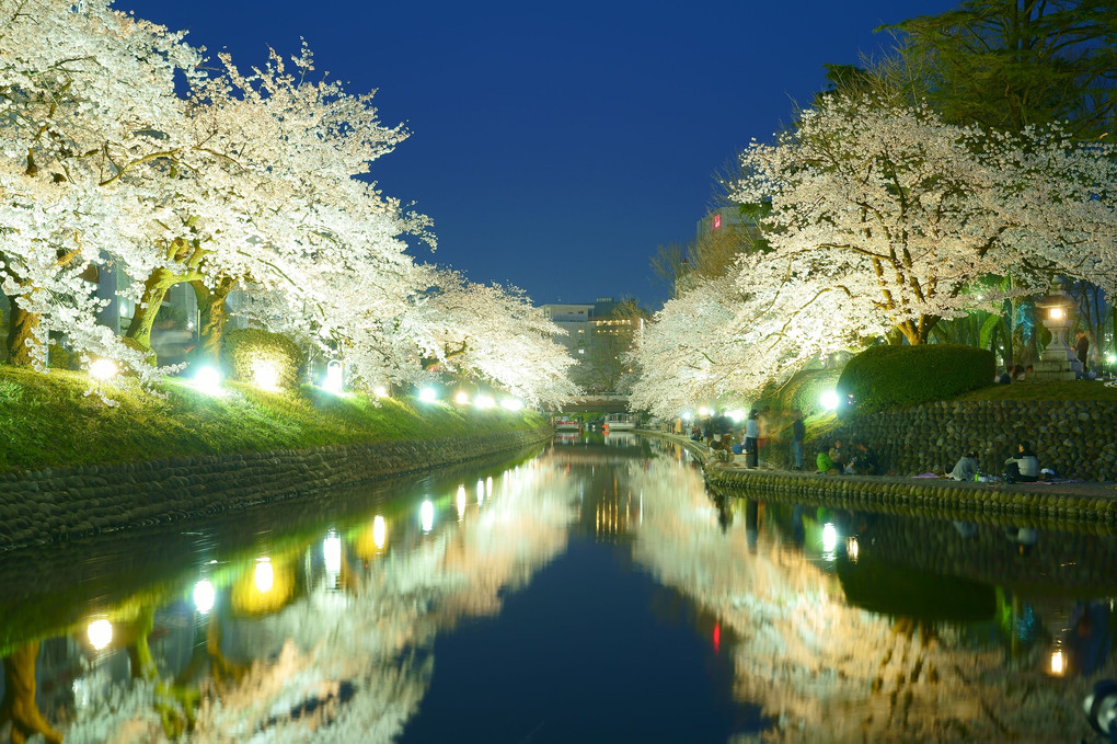 松川べりの夜桜