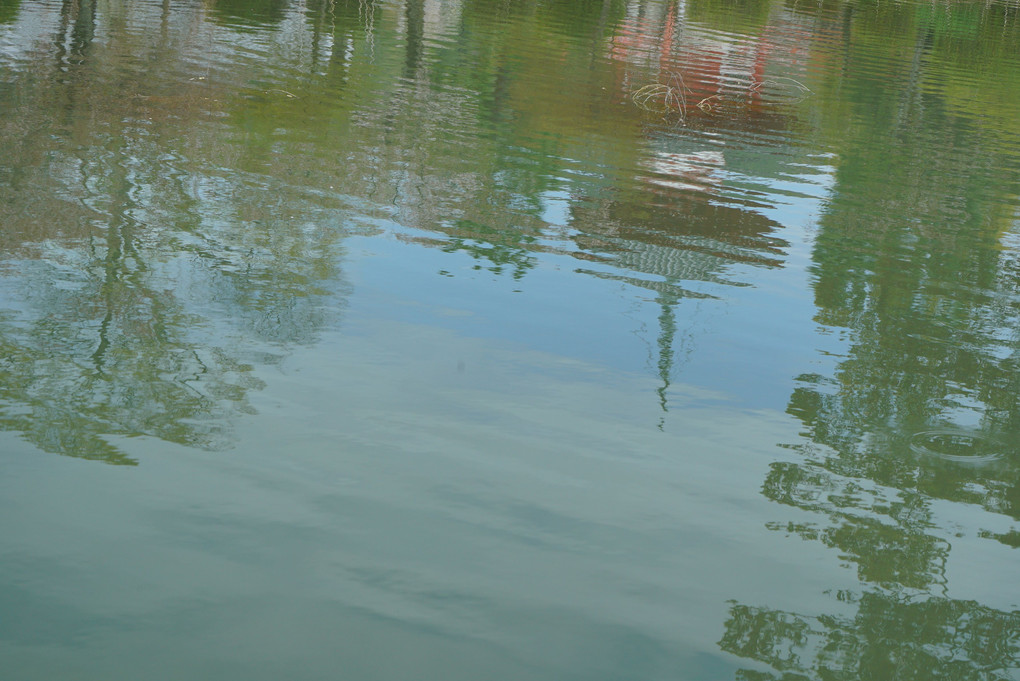 大覚寺と大沢の池