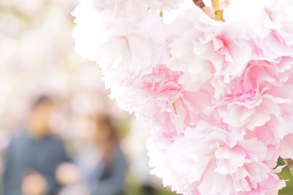 京都御苑の八重桜のしたで