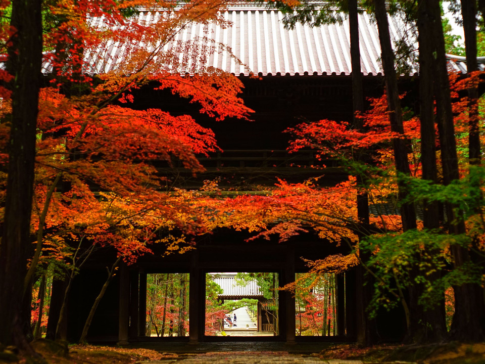 曹源寺の紅葉