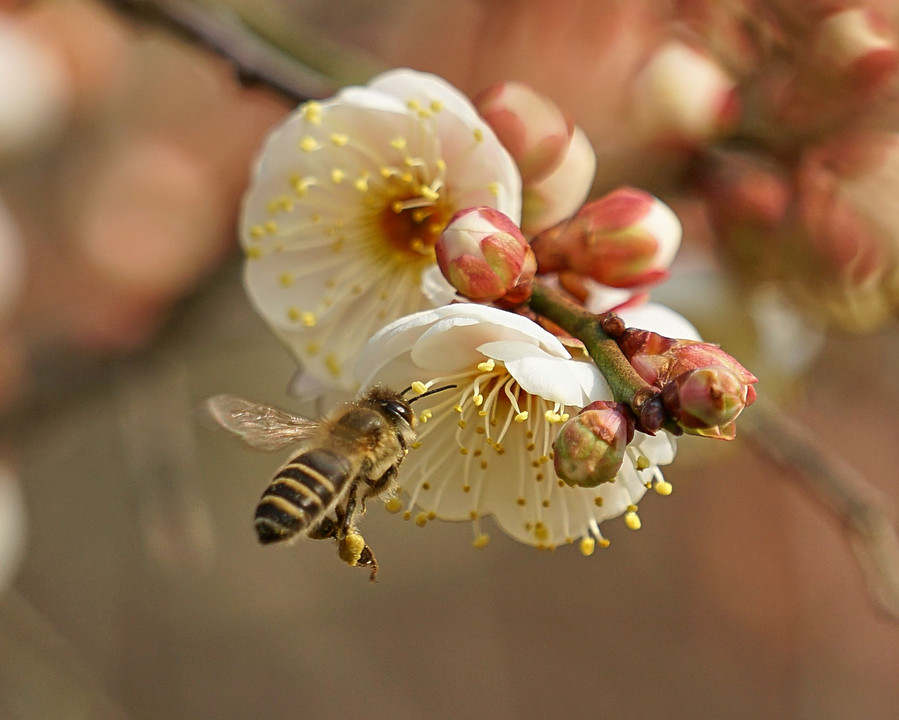梅とミツバチ