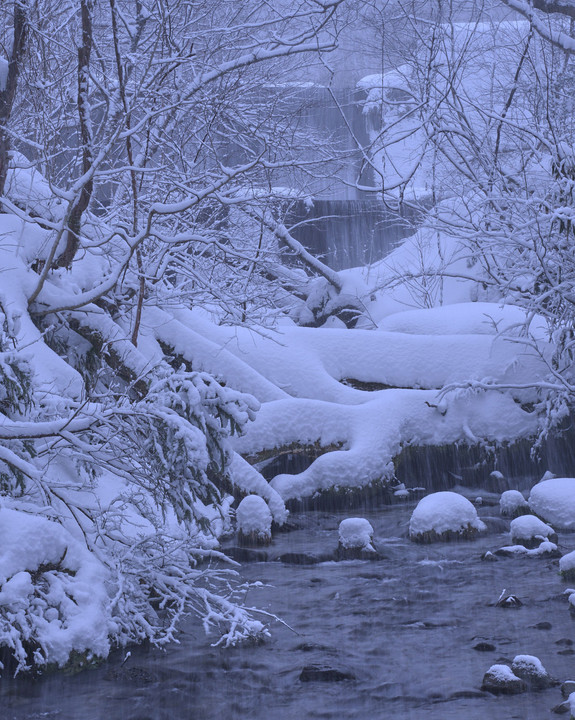 雪の木谷沢渓流