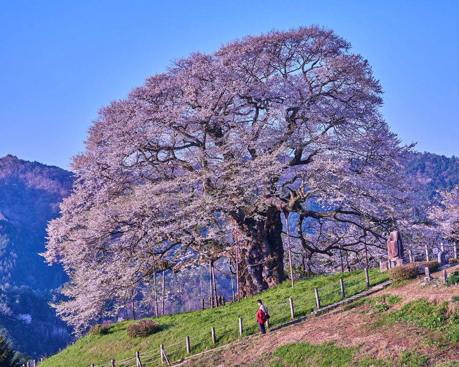 1000年桜　『 醍醐桜 』