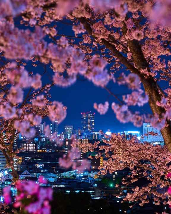 夜桜と岡山の夜景