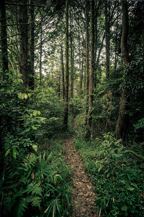 森の細道