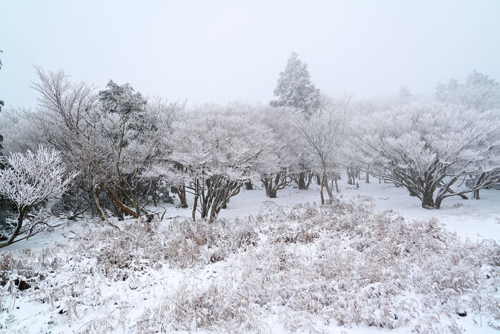 樹氷ノ山