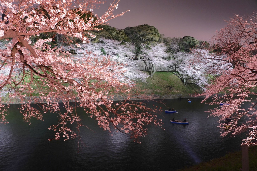 千鳥ヶ淵の桜ライトアップ