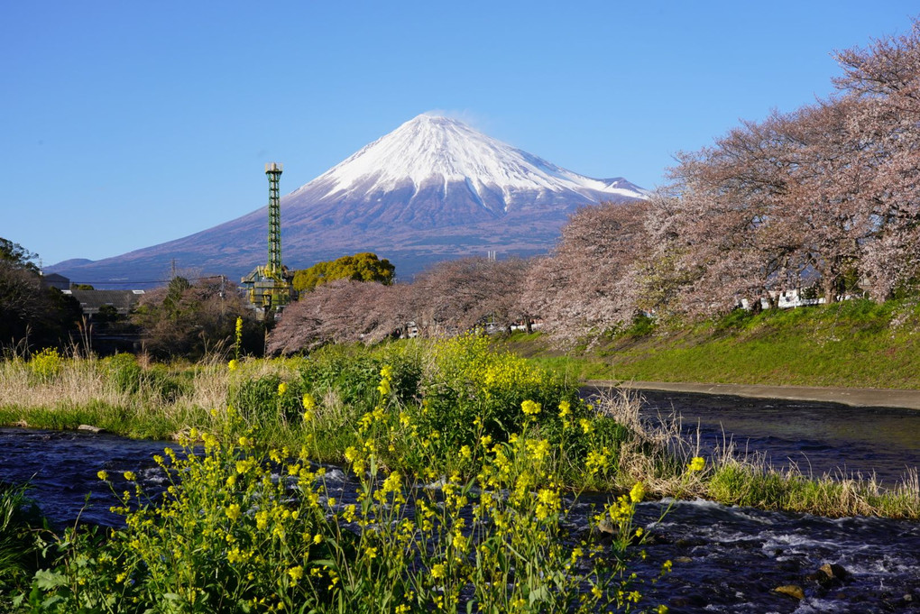 潤井川から見た富士桜