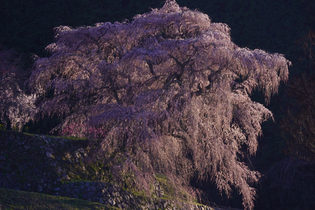 又兵衛さんの桜