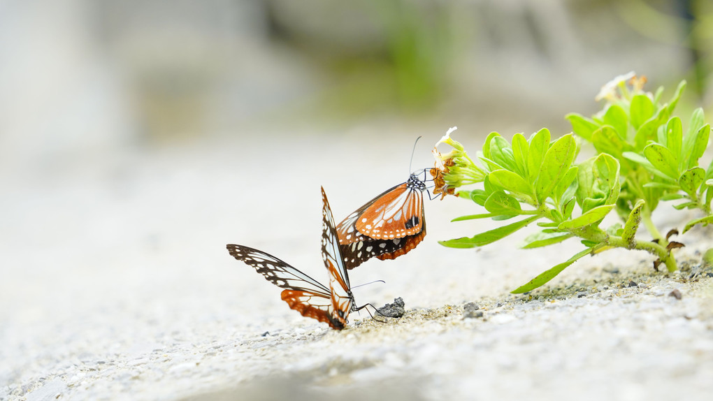 海を渡る蝶アサギマダラ撮影会