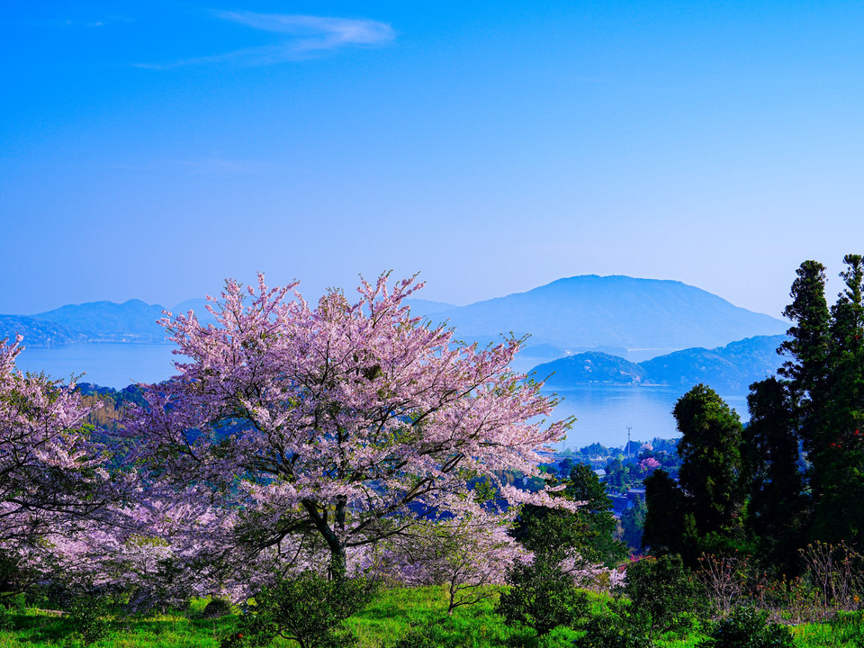海と山が見える桜並木最高！