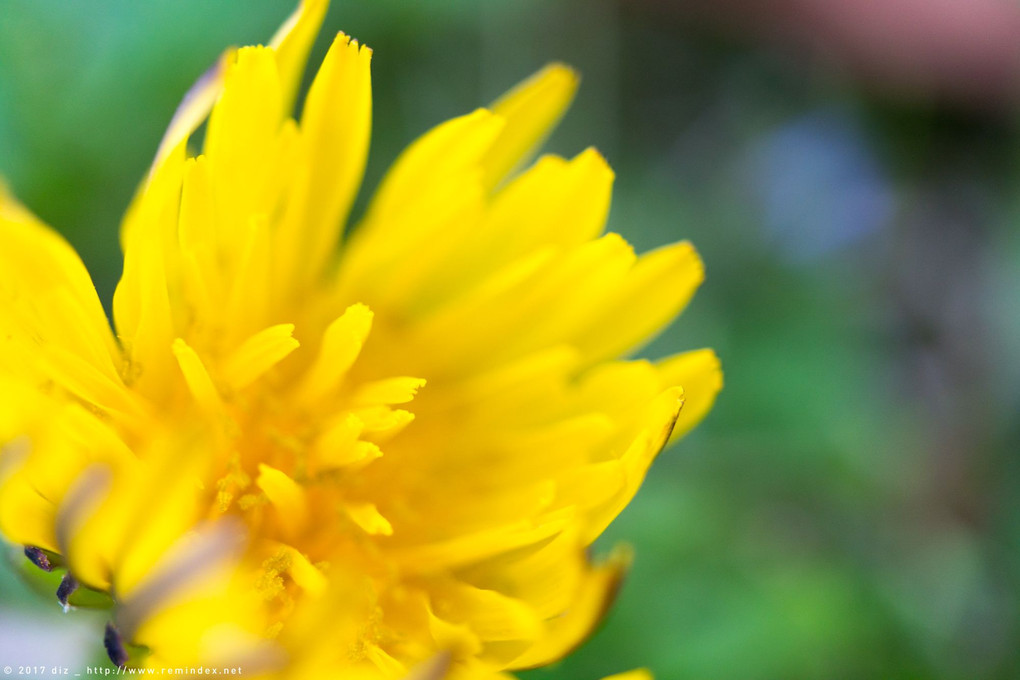 太宰府天満宮の花たちをマクロ撮影