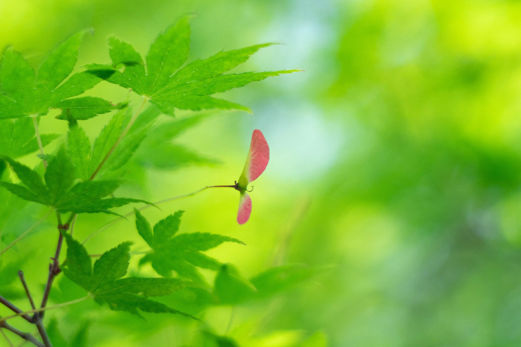 Maple Seed