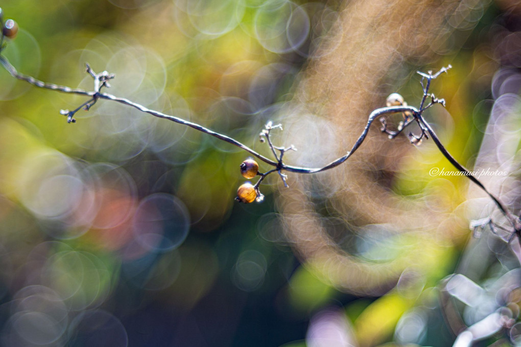 Bubble bokeh lens