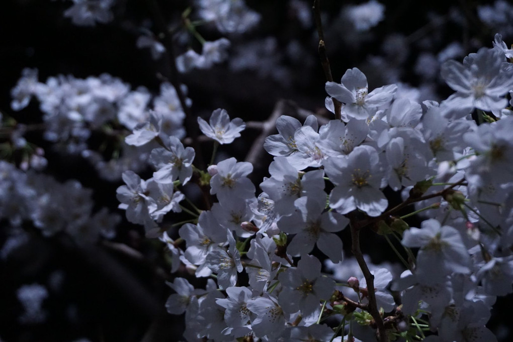 神田川の夜桜