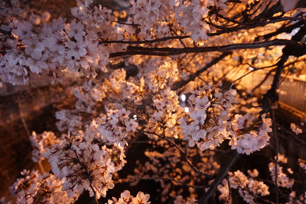 神田川の夜桜