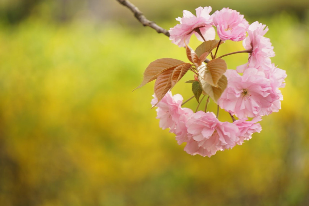 八重桜