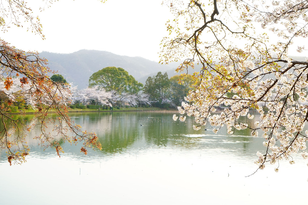 京都　嵐山　大覚寺