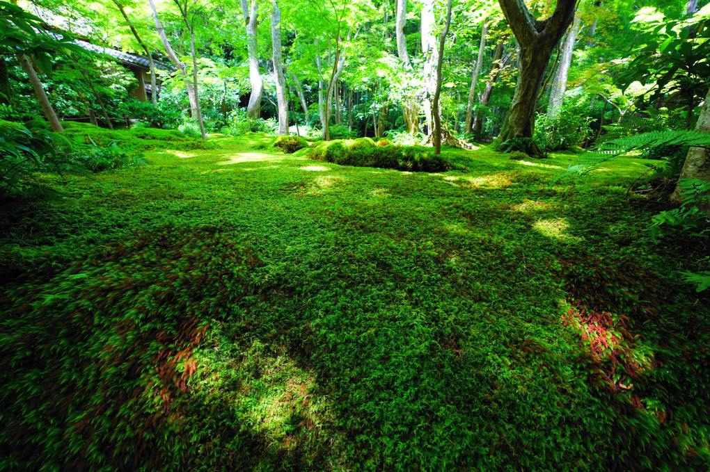 こけあるき（その弐）　祇王寺——300億の苔ミニガーデン