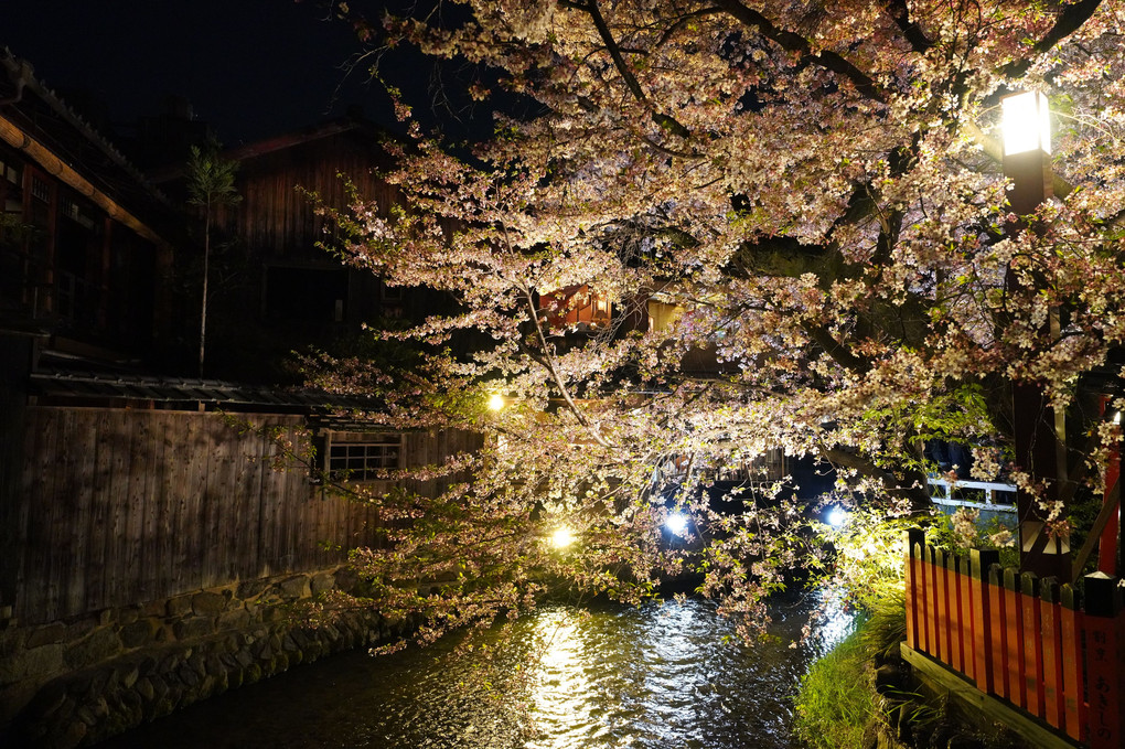 はざくら　花街　ぎおん　夜と朝