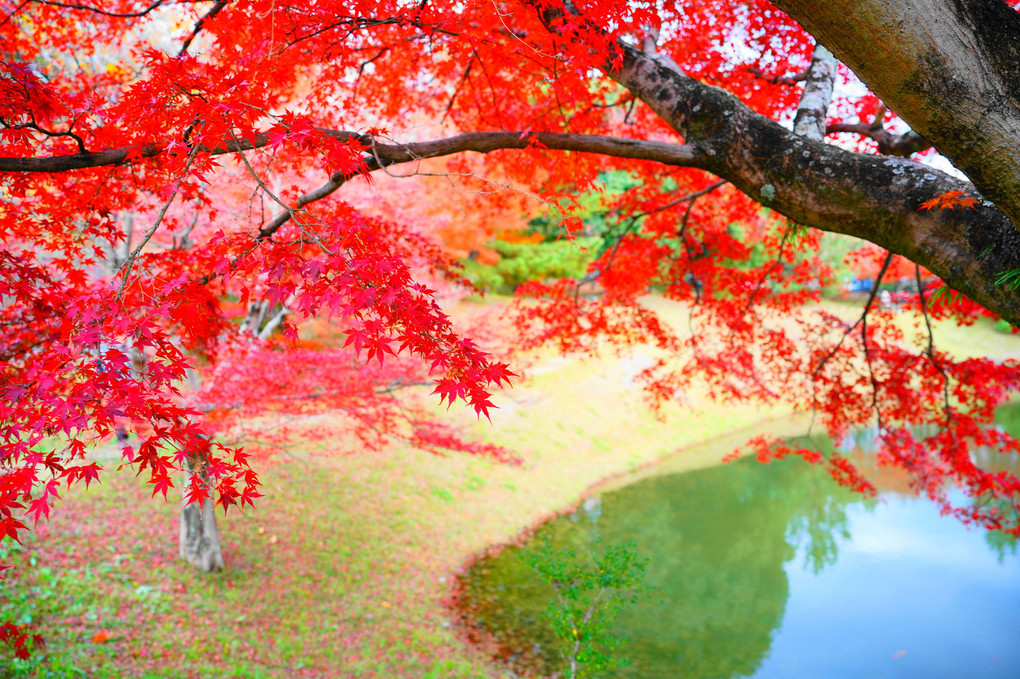 古都もみじ巡礼　——　奈良公園　——