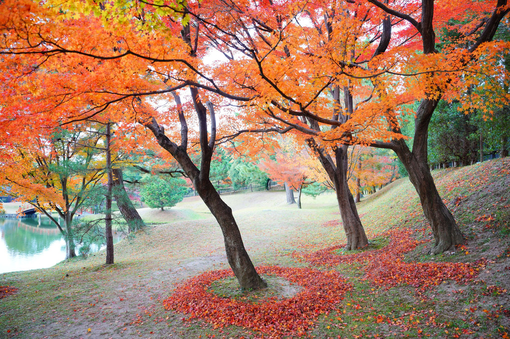 古都もみじ巡礼　——　奈良公園　——