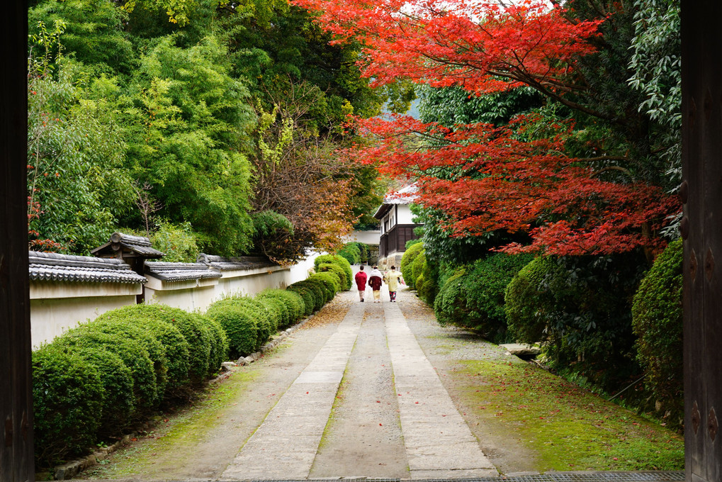 京都観楓日記　2017/11