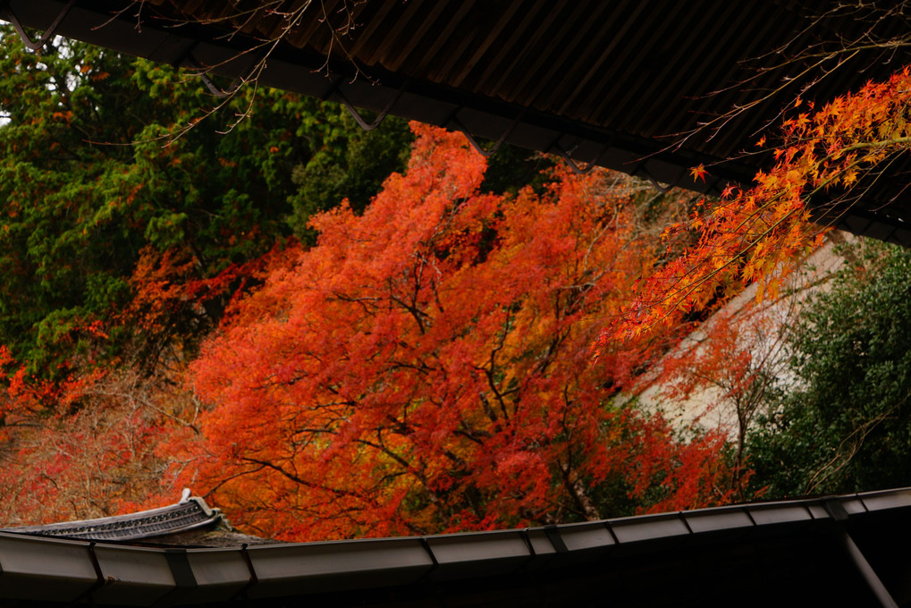 京都観楓日記　紅の天蓋
