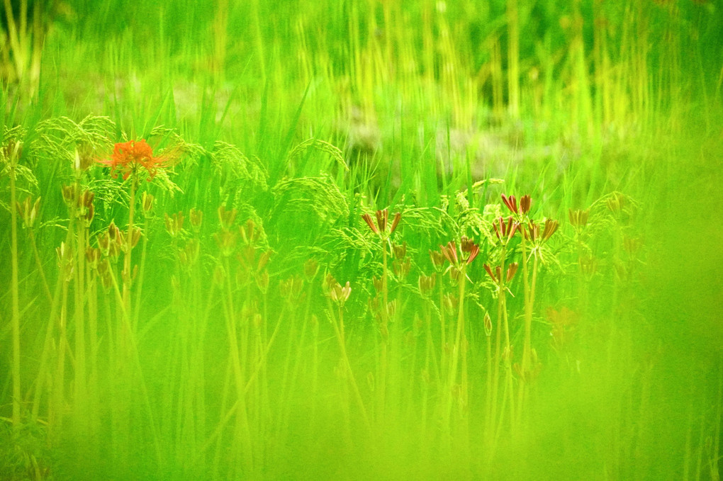 曼殊沙華　揺れおり