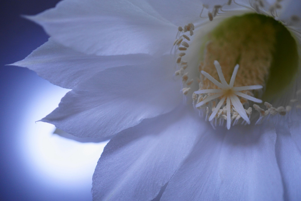 白いサボテンの花