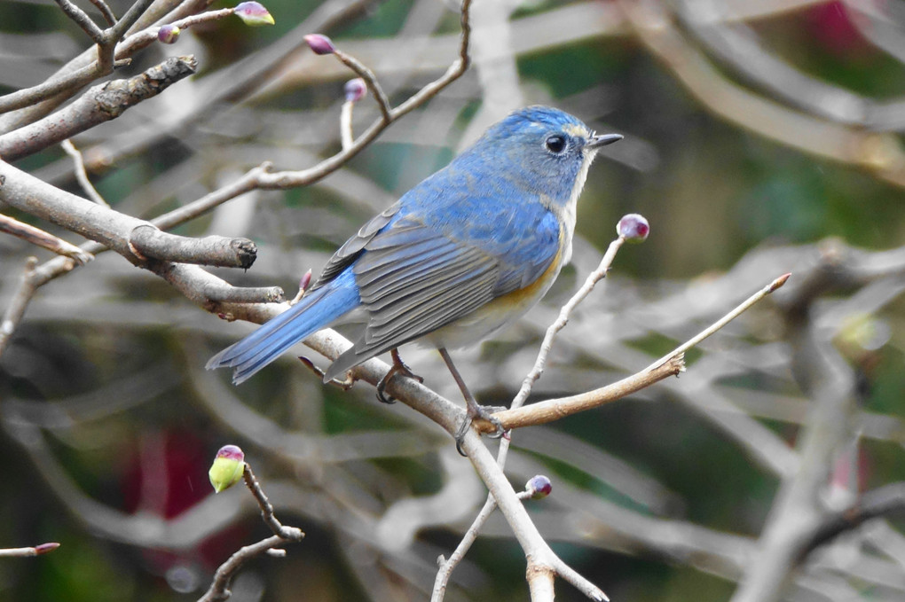 幸せの青い鳥